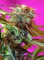 SWEET SEEDS - Wild Rose