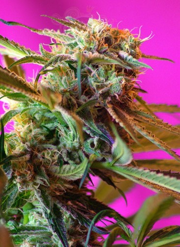 SWEET SEEDS - Wild Rose
