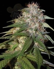 DNA GENETICS - Sour Cream