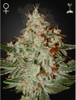 Lemon Skunk 