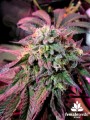 Female Seeds - Cherry Pie