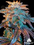 Female Seeds - Auto Gelato
