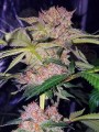 Female Seeds - Mimosa Champagne