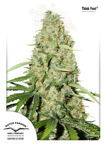 Dutch Passion - Think Fast® 
