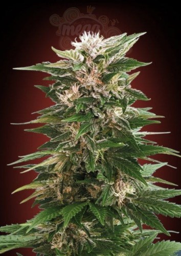 Advanced Seeds - Kaya 47