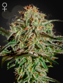 Green House Seeds - A.M.S.