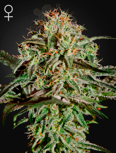 Green House Seeds - A.M.S.