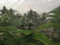 Green House Seeds - A.M.S.