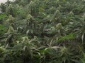 Green House Seeds - A.M.S.
