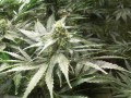 Green House Seeds - A.M.S.