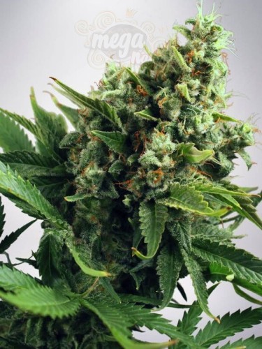 MINISTRY OF CANNABIS - Auto White Widow