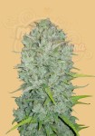 FastBuds - Northern Lights Auto