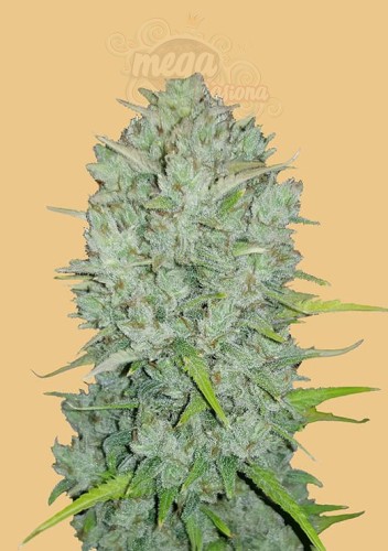 FastBuds - Northern Lights Auto