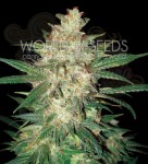 WORLD OF SEEDS - Colombian Gold Ryder Auto(Sweet Coffee Ryder)
