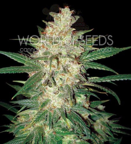 WORLD OF SEEDS - Colombian Gold Ryder Auto(Sweet Coffee Ryder)