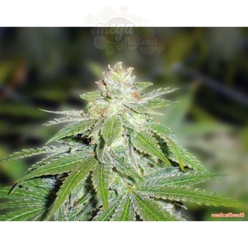 MEDICAL SEEDS - Devil Fruit