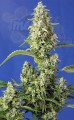 Sweet Seeds - Gorilla Girl XL Auto