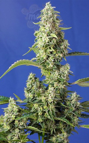 Sweet Seeds - Gorilla Girl XL Auto