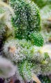 Sweet Seeds - Gorilla Girl XL Auto