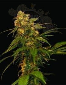 DNA GENETICS - Lemon OG Kush 6szt