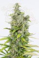Dinafem - Amnesia Auto CBD