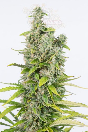 Dinafem - Amnesia Auto CBD