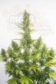 Dinafem - Amnesia Auto CBD