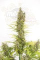 Dinafem - Amnesia Auto CBD