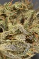 Dinafem - Amnesia Auto CBD