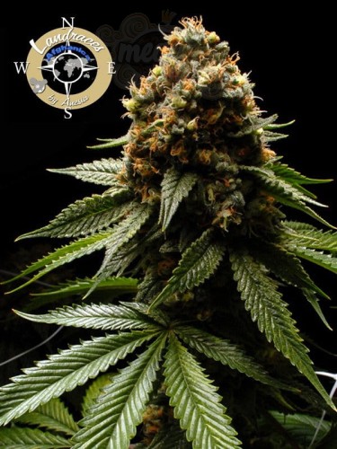 Anesia Seeds - Afghanica Landraces
