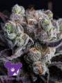 Anesia Seeds - Blackberry Moonrocks
