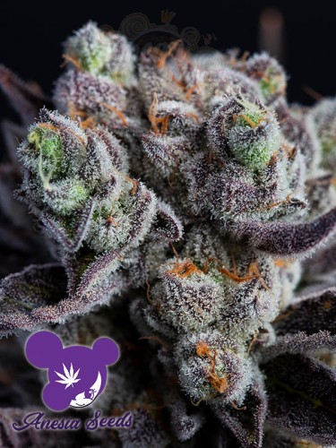 Anesia Seeds - Blackberry Moonrocks