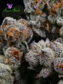 Anesia Seeds - Blackberry Moonrocks