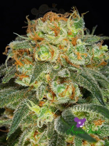 Anesia Seeds - California Kush