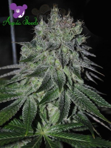 Anesia Seeds - Fast Caramelic