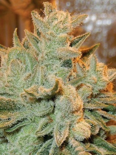 Anesia Seeds - Auto Betty