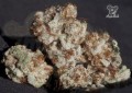 Anesia Seeds - Iceberg
