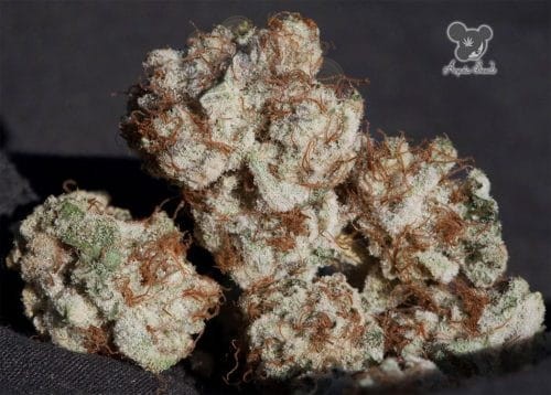 Anesia Seeds - Iceberg
