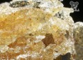 Anesia Seeds - Iceberg