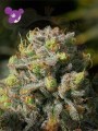 Anesia Seeds - Iceberg