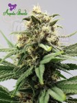 Anesia Seeds  -  Auto Lemongrass
