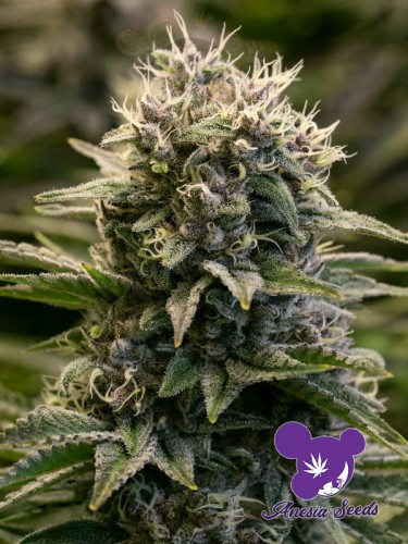 Anesia Seeds - Fat Monkey Auto