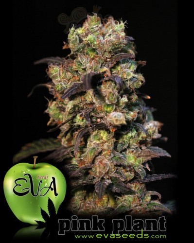 EVA SEEDS - Pink Plant