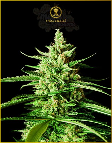 Anaconda Seeds - AK-01