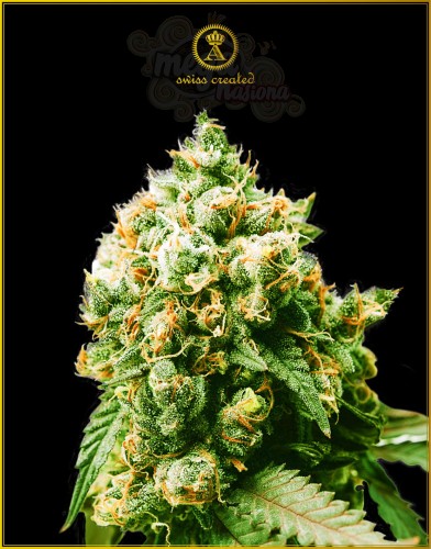 Anaconda Seeds - Anaconda