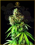 Anaconda Seeds -  Big Bubble