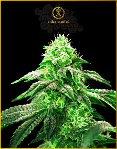 Anaconda Seeds - Hypnotic