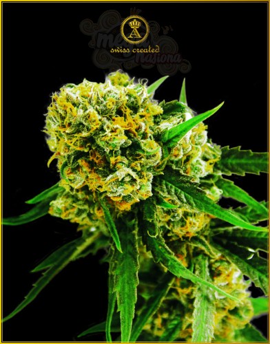 Anaconda Seeds - Auto Amnesia Haze