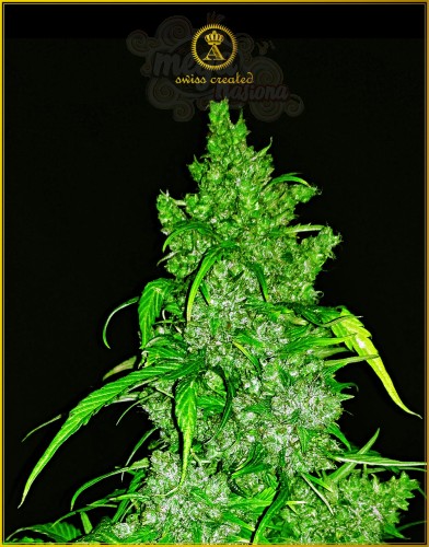 Anaconda Seeds - Auto Anaconda