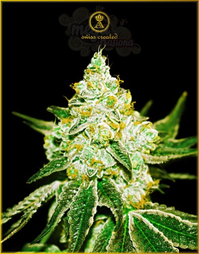 Anaconda Seeds - Auto Northern Sky
